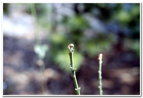 lhg08.jpg